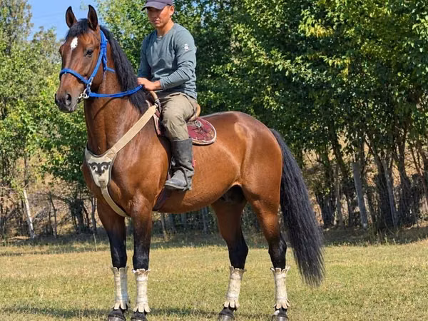 Кінь, Kyrgyz Horse