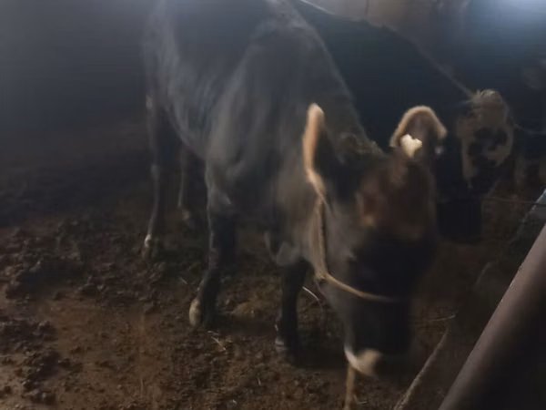 Cow, Cattle — Kyrgyzstan