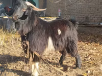 Billy Goat, Goats — photo 3