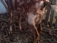 تيس, Nubian Goat — الصورة 5