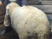 Ram, Sheep — photo 2