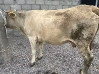 Cow, Simmental cattle — photo 3
