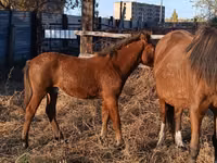 Madyan, Atlar — foto 1