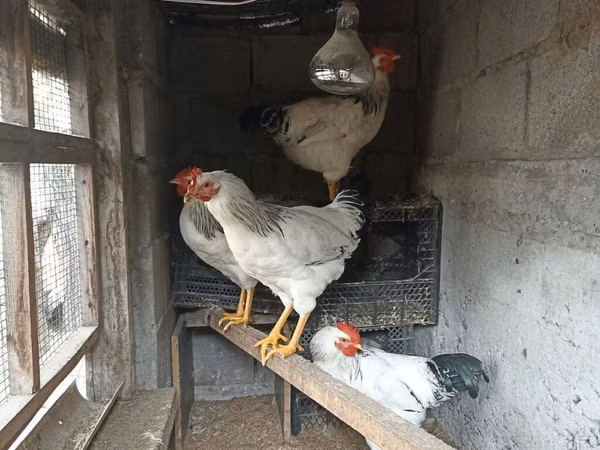 Chickens — Kyrgyzstan