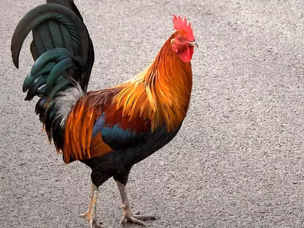 Chickens — 亚美尼亚