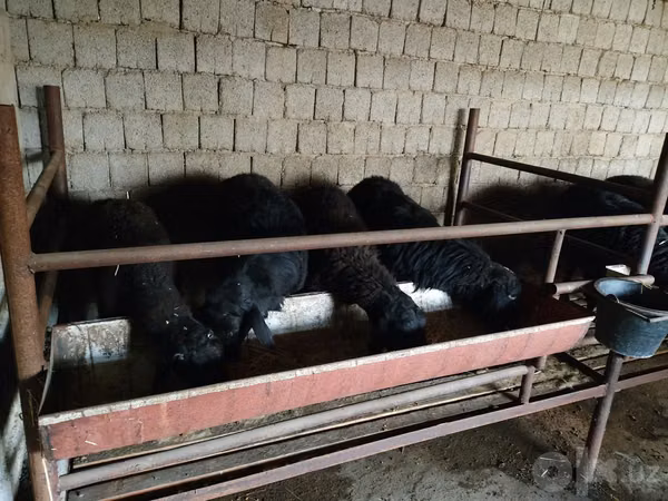 Ram, Sheep — Uzbekistan