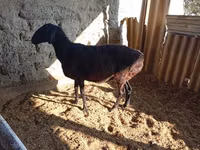 Sheep (batch, sex not specified), Sheep — photo 5
