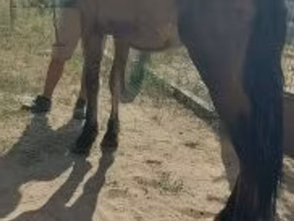 Horse (M), Horses — Hungary