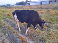 Կով, Russian Black pied cattle — լուսանկար 1