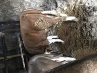Stier, Simmental cattle — foto 2