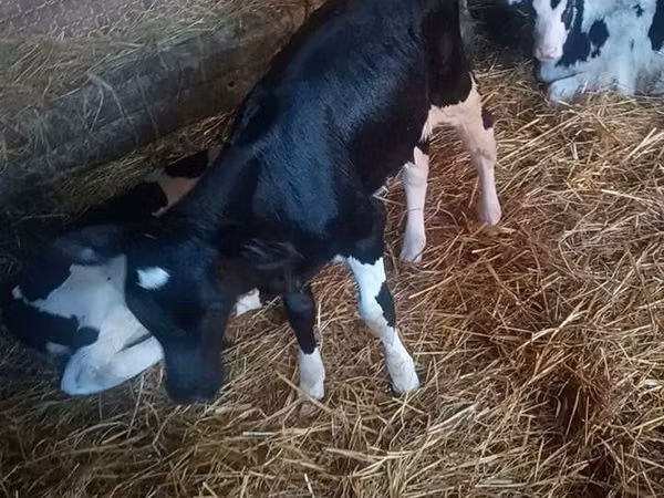 Vache, Russian Black pied cattle