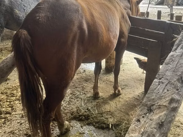 Mare, Horses — Kyrgyzstan