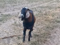 Cabro, Nubian Goat — foto 4