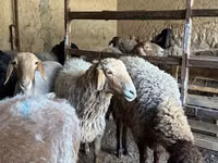 แกะตัวเมีย, Arashan sheep — รูปภาพ 3