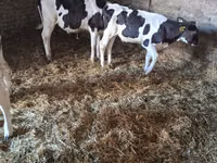Bull, Holstein breed — photo 3