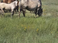 Mare, Mugalzhar horse — photo 8