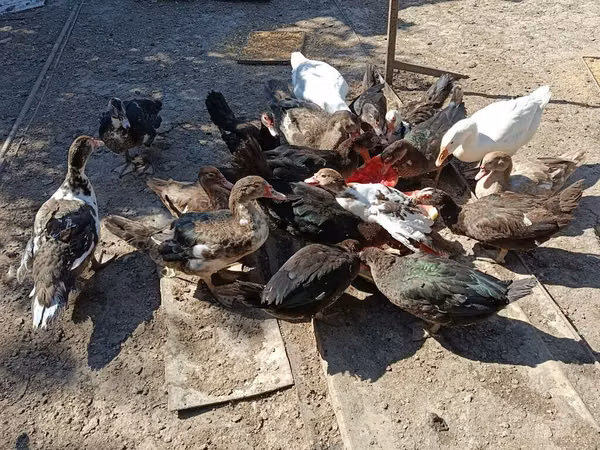 Domestic Muscovy — Kyrgyzstan