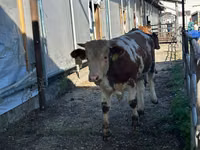 Banteng, Limousin cow — foto 2