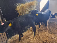 Dibi, Cattle — sawirka 7
