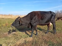 Cow, Alatau breed — photo 3