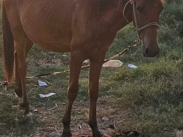 Horse (M), Horses — Uzbekistan