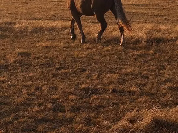 Hengst, Altai horse