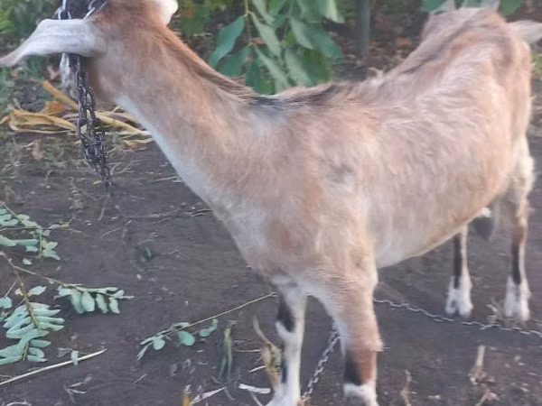 Goat, Nubian Goat — Moldova
