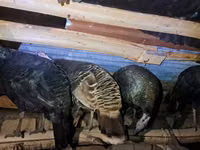 Turkeys — φωτογραφία 3