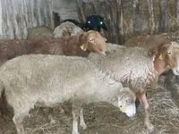 የጎትት አውራ በግ, Sheep — ፎቶ 3