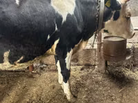 Ko, Russian Black pied cattle — foto 2