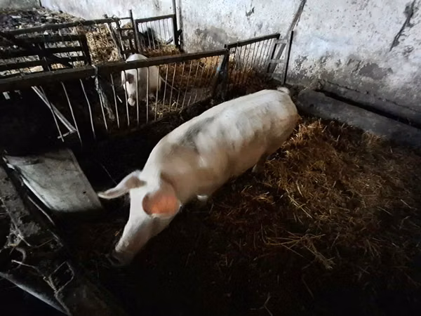 Sow, 