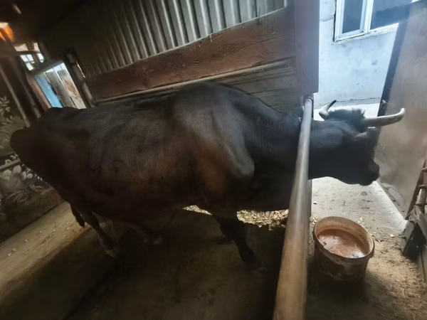 Cow, Latvian Blue cattle — Kazakhstan