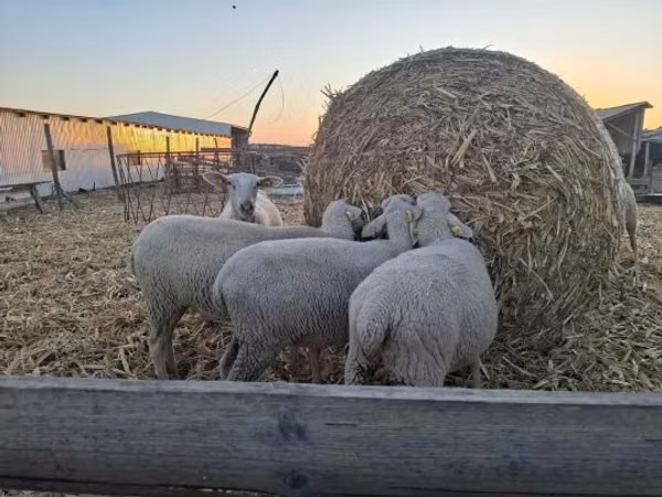 Sheep, Luzein sheep — Hungary