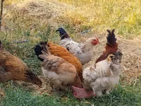 Chickens — ছবি 4