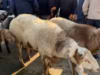 Ram, Arashan sheep — photo 1
