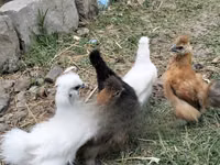 Chickens — 사진 5