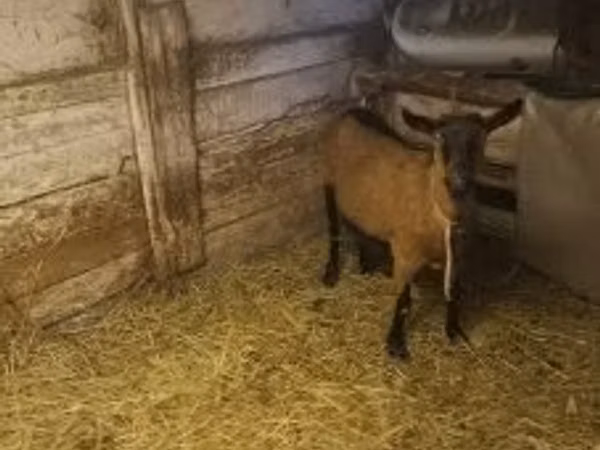 Goat, Goats