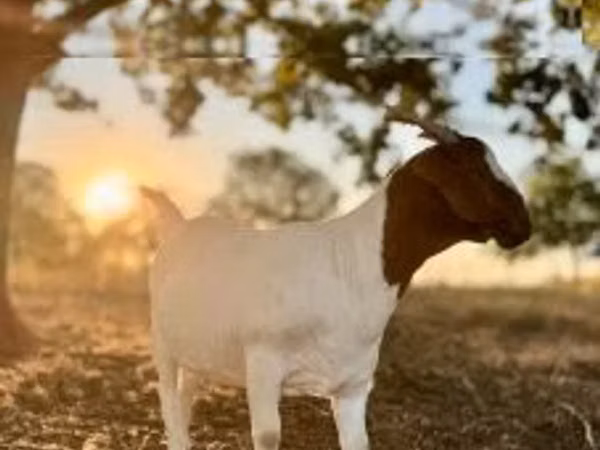 Goat, Boer goat