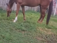 Horse (M), Arabian horse — photo 7