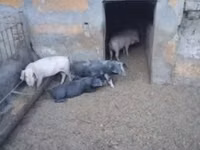 Babi (lot, jantina tidak dinyatakan), Pigs — foto 2