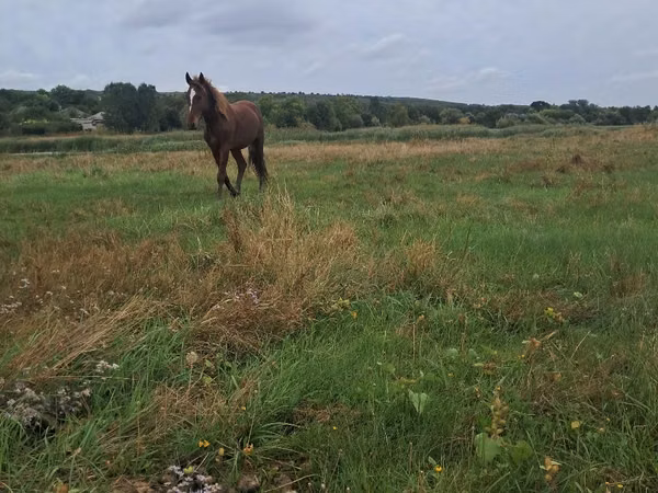 Horse (M), Horses — Moldova