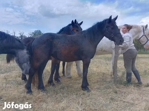Kuda betina, Horses