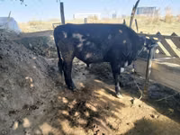 公牛, Cattle — 照片 2