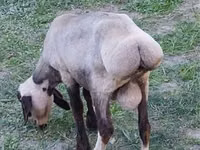 قوچ, گوسفند — عکس 4