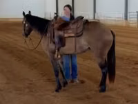 Азаргагүй морь, Quarter Horse — 7 зураг