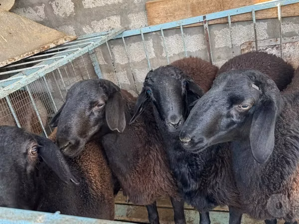قوچ, Hissar sheep