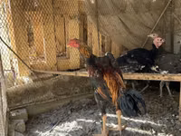 Chickens — foto 2