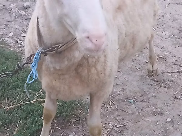 Ram, Sheep — Moldova