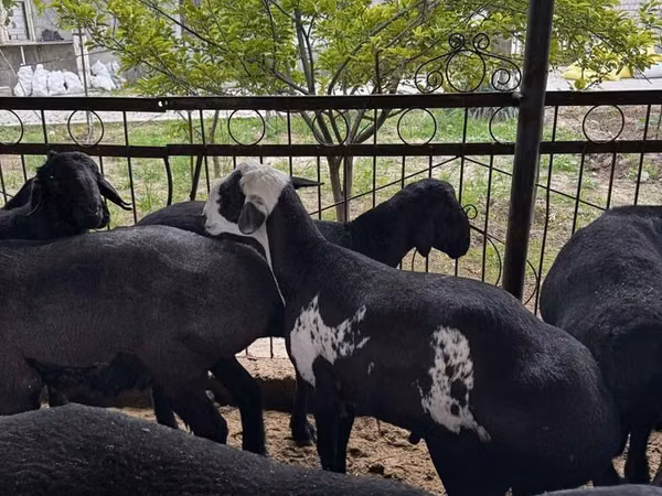 Ram, Rhon sheep