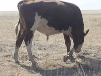 گاو و گوساله (گروه، جنسیت مشخص نشده), Latvian Blue cattle — عکس 3